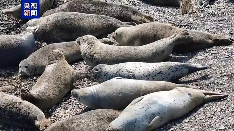 انتعاش أعداد الفقمات في خليج لياودونغ بشمال شرقي الصين