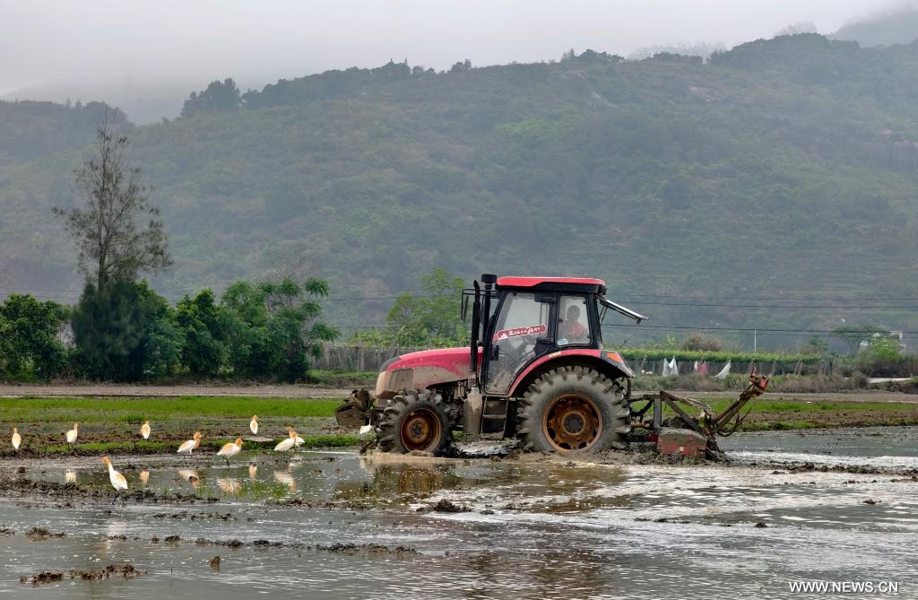 زراعة شتلات الأرز خلال موسم الزراعة الربيعية في جنوب شرقي الصين