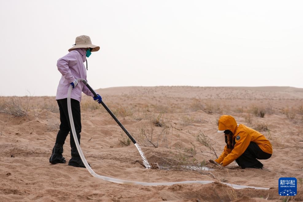 عبر الجبال والبحار.. زراعة الأشجار لحماية البيئة شمال غربي الصين