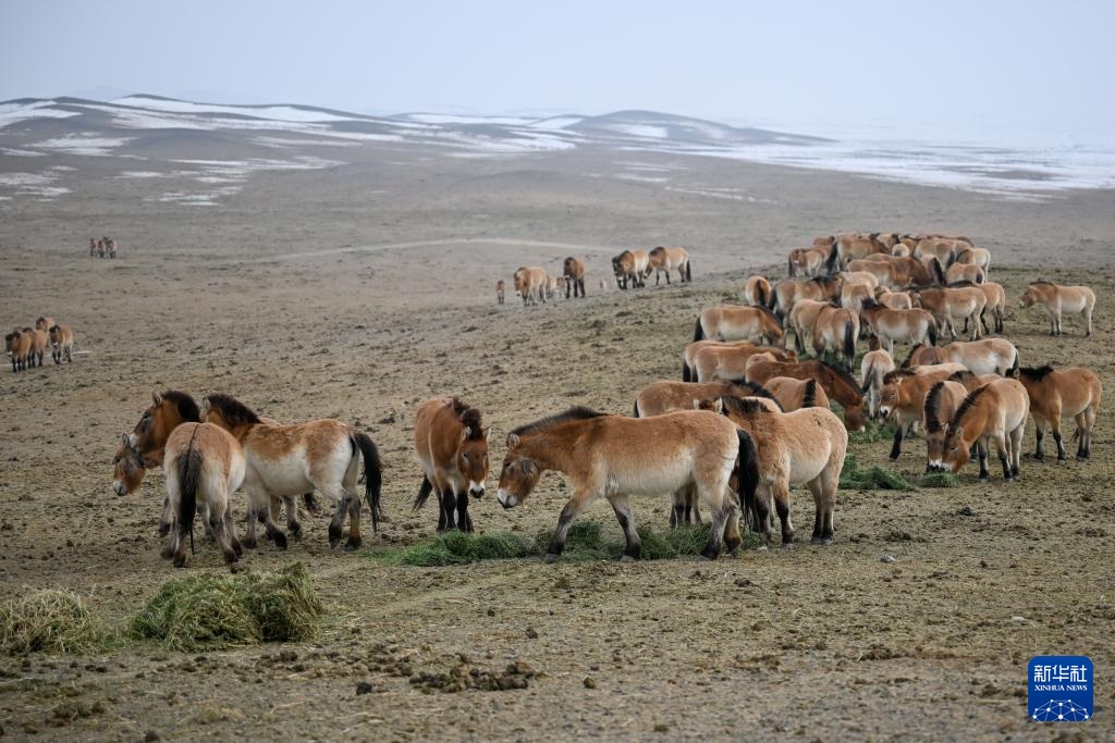 خيول برزوالسكي في شينجيانغ بشمال غربي الصين تشهد نموا مستمرا في أعدادها البرية