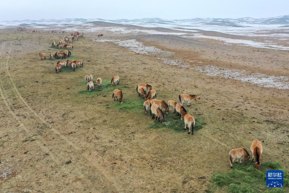 خيول برزوالسكي في شينجيانغ بشمال غربي الصين تشهد نموا مستمرا في أعدادها البرية