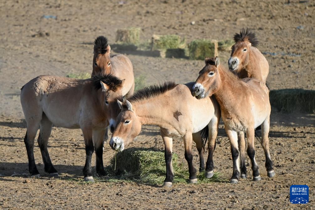 خيول برزوالسكي في شينجيانغ بشمال غربي الصين تشهد نموا مستمرا في أعدادها البرية