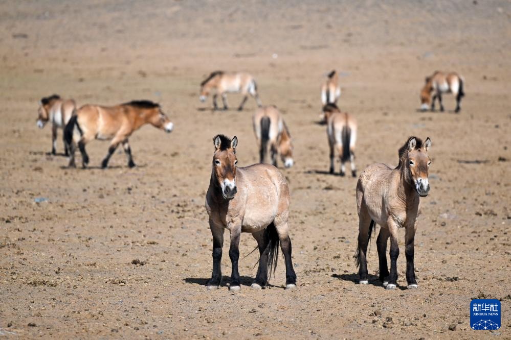 خيول برزوالسكي في شينجيانغ بشمال غربي الصين تشهد نموا مستمرا في أعدادها البرية