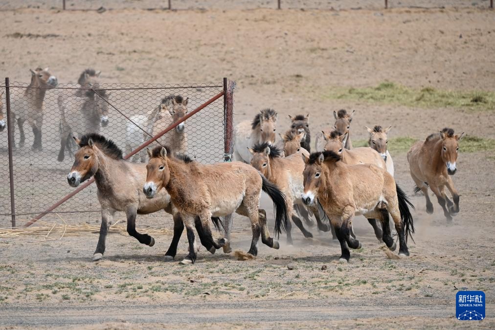 خيول برزوالسكي في شينجيانغ بشمال غربي الصين تشهد نموا مستمرا في أعدادها البرية