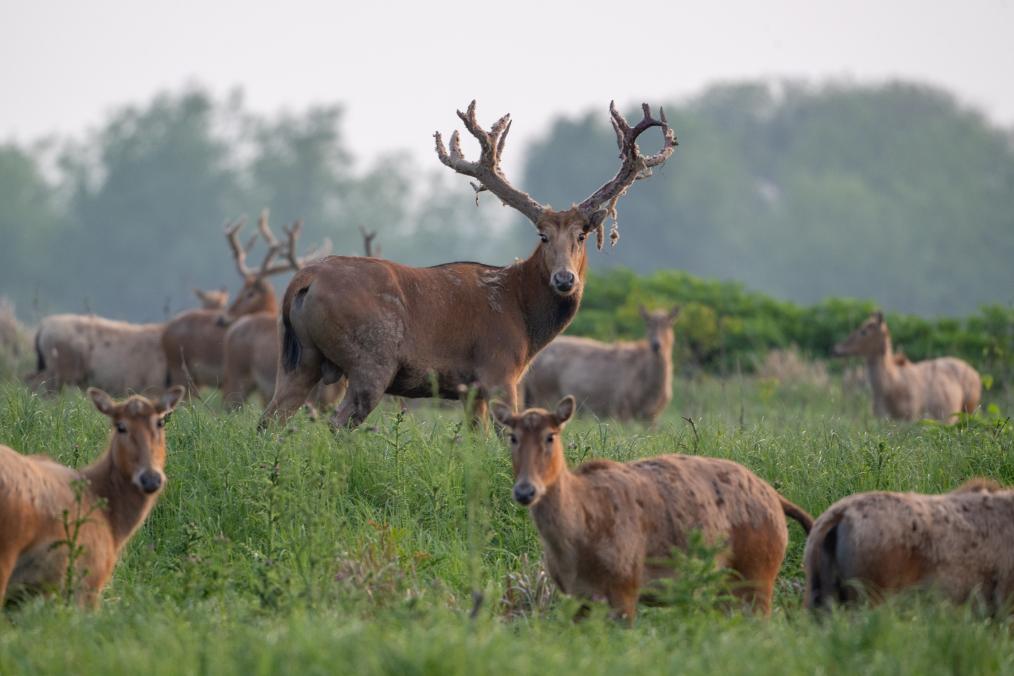 الصورة: غزلان ميلو في محمية طبيعية في مقاطعة هوبي بوسط الصين