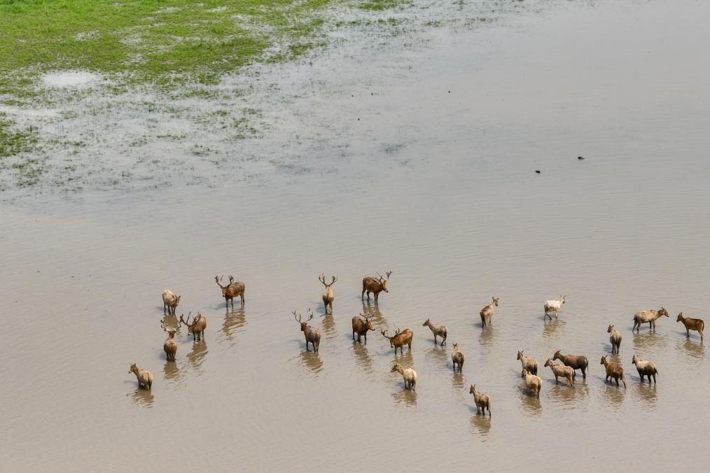 الصورة: غزلان ميلو في محمية طبيعية في مقاطعة هوبي بوسط الصين