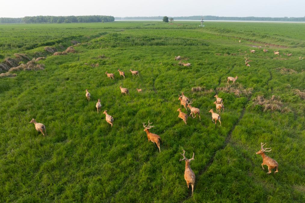 الصورة: غزلان ميلو في محمية طبيعية في مقاطعة هوبي بوسط الصين