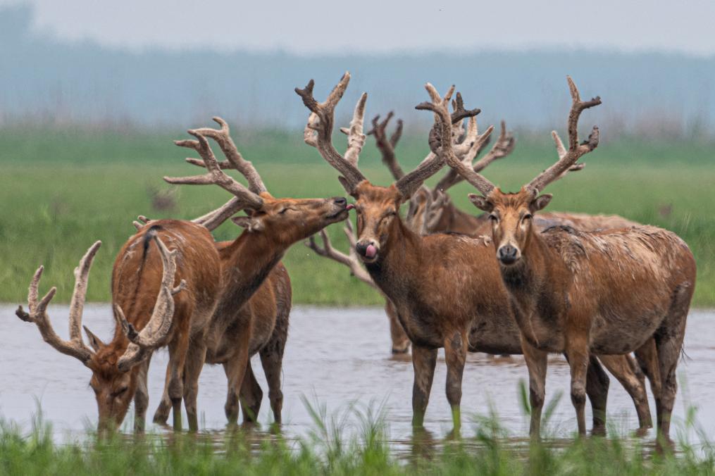 الصورة: غزلان ميلو في محمية طبيعية في مقاطعة هوبي بوسط الصين