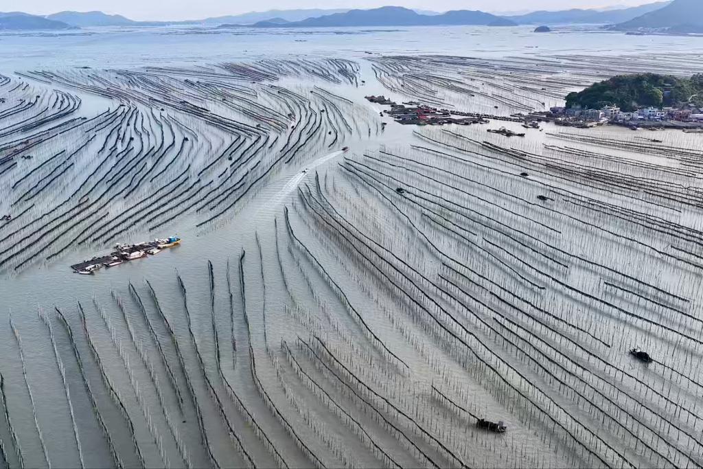 الصورة: حصاد أعشاب البحر في بلدة بجنوب شرقي الصين