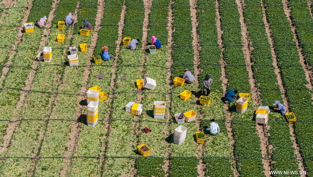 موسم حصاد خضروات المناطق الباردة في شمال غربي الصين