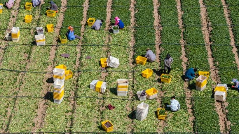 موسم حصاد خضروات المناطق الباردة في شمال غربي الصين