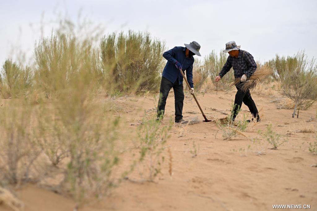 جهود مكافحة التصحر في منطقة منغوليا الداخلية بشمالي الصين