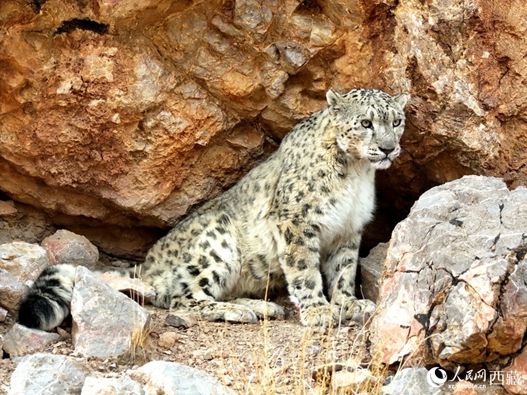 عدد النمور الثلجية في الصين يصل 5 آلاف منذ تطبيق خطة الحماية