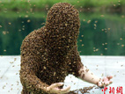 "رجل النحل" في الصين يسجل رقما قياسيا عالميا بتغطية جسمه بالنحل ل53 دقيقة 
